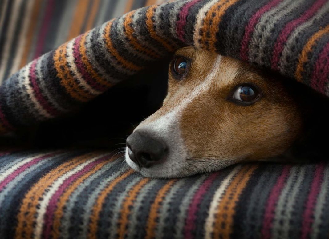 dog-face-under-blanket_2